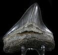 Serrated, Posterior Megalodon Tooth - Georgia #37110-2